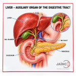 Liver-Auxiliary Organ of the Digestive Tract
